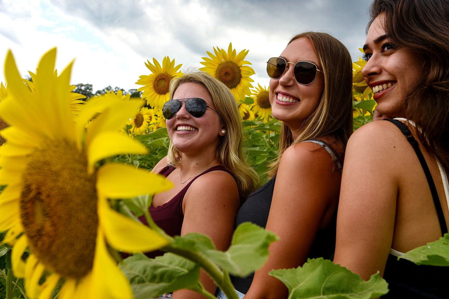 Sunflowers